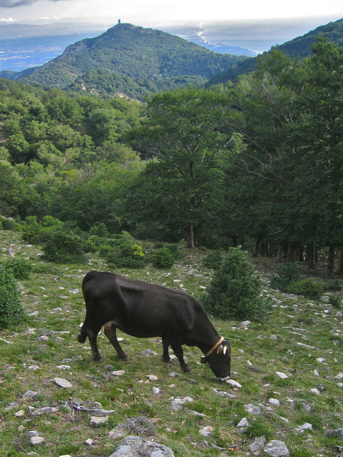 An Alberes cow grazing in a field.