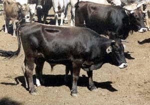 An alberes bull in middle of herd. 