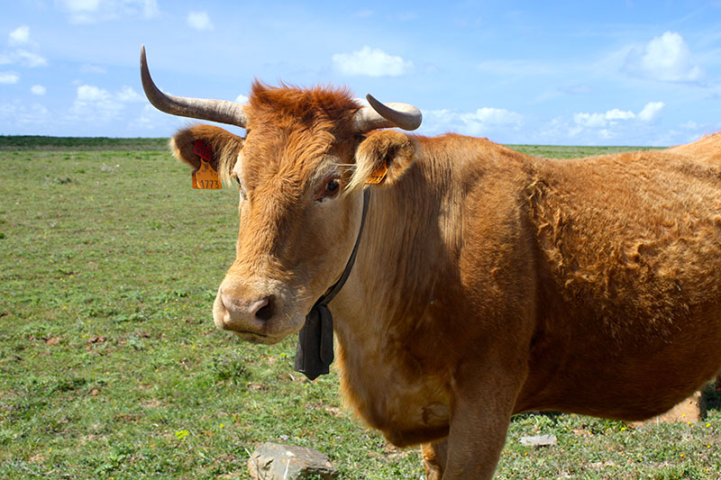 A close up photo of an Alentejana cow's head. 