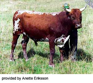An Allmogekor cow.