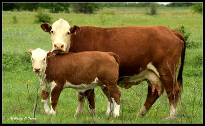 An American Braford cow and calf standing in a field.