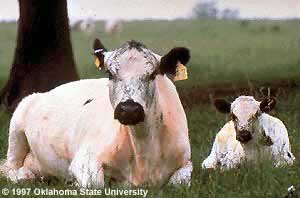 An American White Park cow and calf.