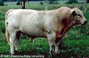 An American White Park bull.