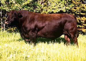 An Amerifax bull.