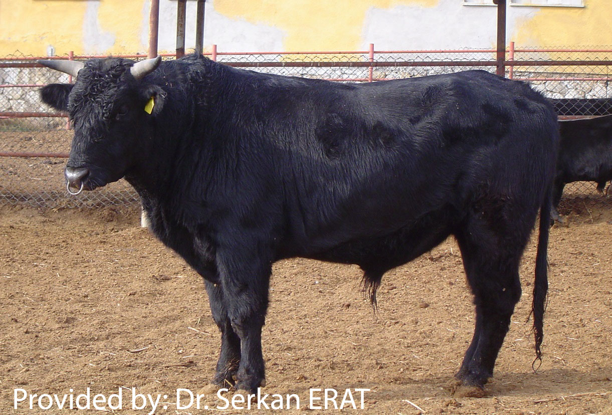 Antolian Black bull standing in a dirt pen.