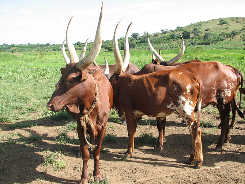 Ankole cattle in a field.