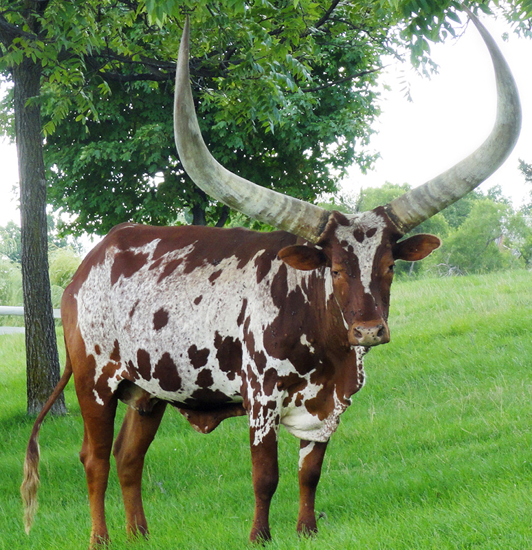 Ankole Watusi cow standing in a pasture.