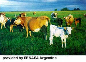 A herd of Argentine Criollo cattle.