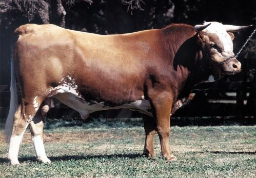 An Argentine Criollo bull.