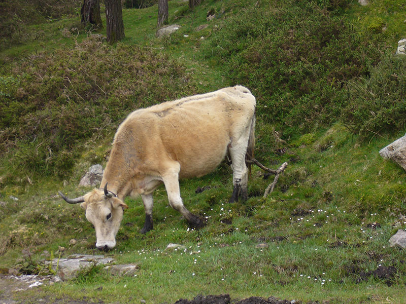 An Austrian Mountain cow grazing through mountaineous terrain.