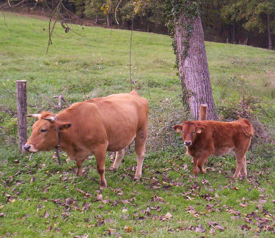 Austrian Valley cow and calf walking through a field.