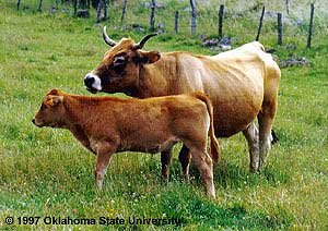 An Aubrac cow and calf pair.