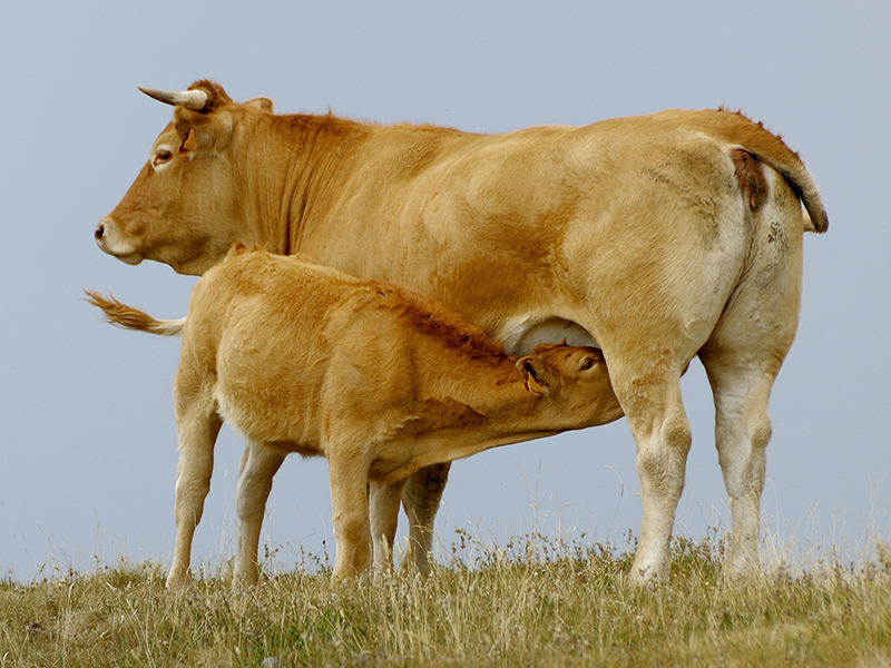 An Aubrac cow and her calf. 