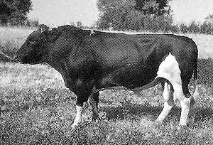 An Aulie-Ata bull.