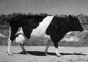 An Aulie-Ata cow.