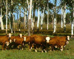 A herd of Australian Braford cattle.