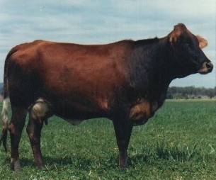 An Australian Fresian Sahiwal cow.