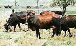Australian Freisian cattle.