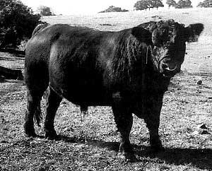 An Australian Lowline bull standing in a pasture. 