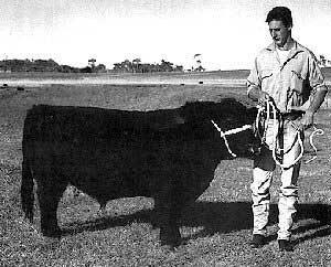 An Australian Lowline cow standing haltered with owner.