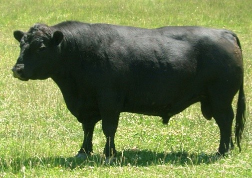 An Australian Lowline bull standing in grass.