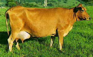 An Australian Milking Zebu cow.