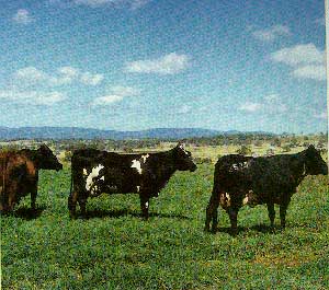 Australian Milking Zebu cattle.