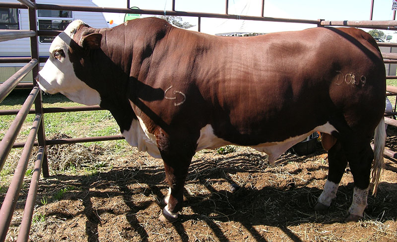 An Australian Breford bull.