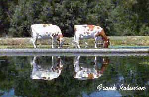 Two Ayshire cows.