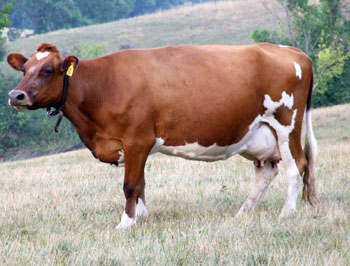 An Ayshire cow standing in a pasture.