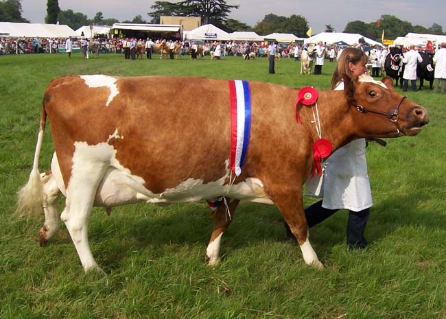 An Ayshire cow being shown in a livestock show.