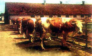 Baltata Romaneasca cattle.