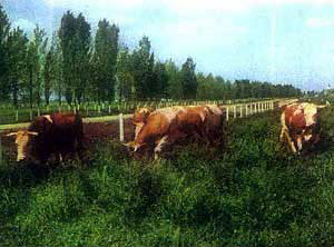 Baltata Romaneasca cattle grazing through tall weeds.