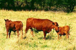 Barzona cattle.