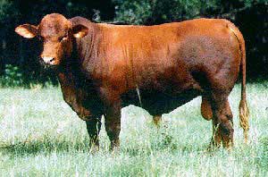 barzona cattle