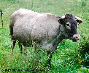 A Bazadais cow.