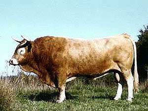 A Bearnais bull.