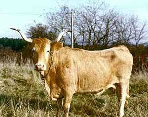 A Bearnais cow.