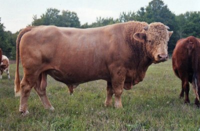 A Beefalo bull.