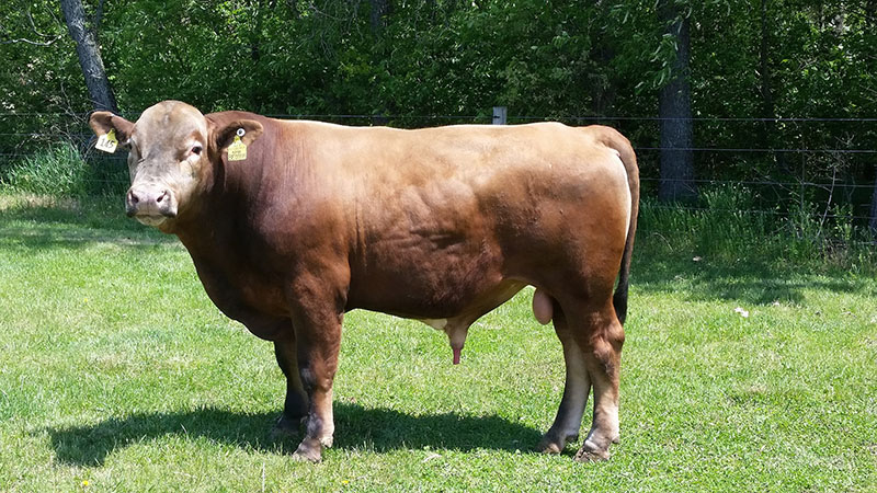 A Beefalo bull.
