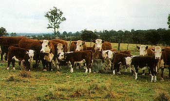 A herd of Beefmaker cattle.