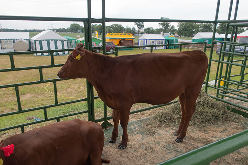 A Belarus red cow in a pen.
