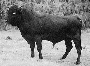 A Belarus red bull.