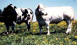 Belgian Blue cattle.