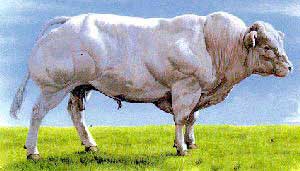 A Belgian Blue bull.