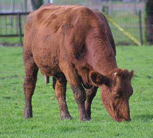 A Belgian Red cow.