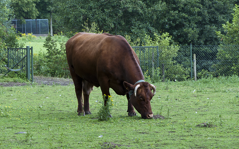 A Belgian red cow eating grass.