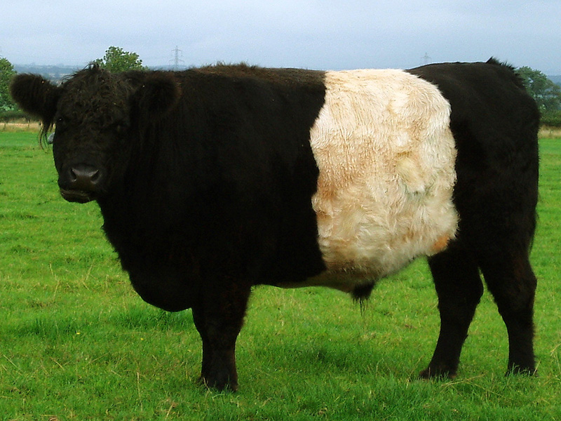A belted galloway cow.