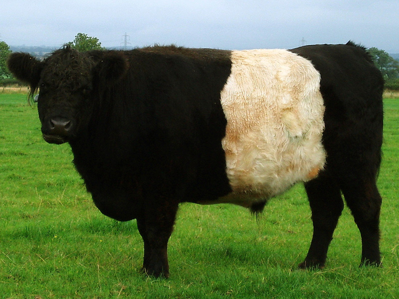 Galloway Show Cattle