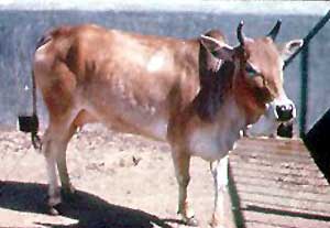 A Bengali cow.
